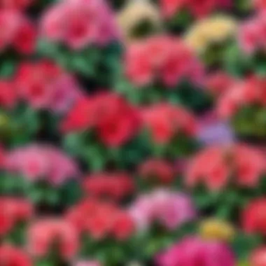 Azalea Bush Varieties