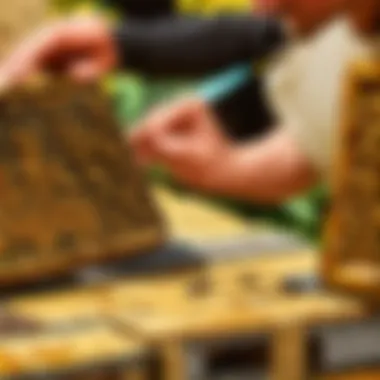 Beekeeper inspecting hive frames