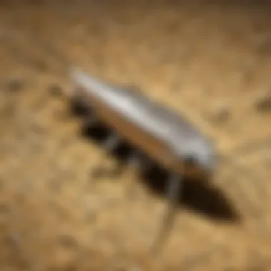 Close-up of a silverfish's unique physical characteristics