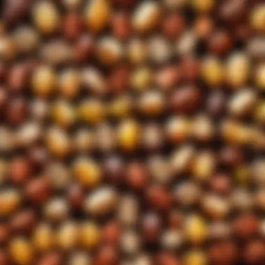 Sun-Kissed Drying Process Sun-kissed cocoa beans drying on wooden racks