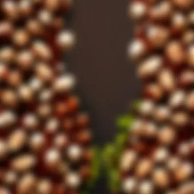 Quality Inspection Skilled farmer inspecting cocoa beans for quality