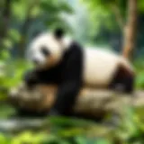 Enigmatic panda bear resting under a bamboo tree