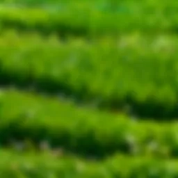 Lush Green Grass Field