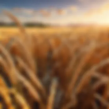 Close-up of ripe wheat ready for harvest