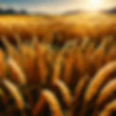 Sun-kissed wheat field swaying in the breeze