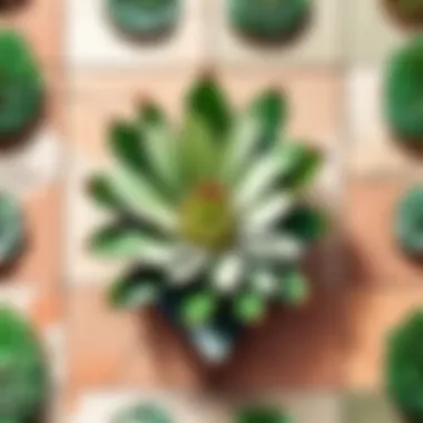 Modern Cactus Tile Design