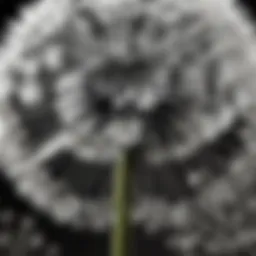 Monochrome dandelion close-up