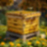 Harvesting honey from optimized beehive