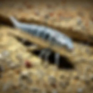 Mysterious silverfish crawling in the shadows