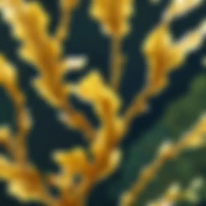 A close-up view of solid gold kelp, highlighting its unique attributes and aesthetics.