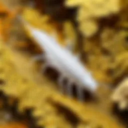 Close-up view of white silverfish showcasing its unique body shape and characteristics