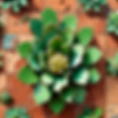 Unique Cactus Tile Application