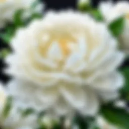 Delicate White Peony Blossom